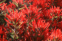 Scrophulariaceae Castilleja Chromosa
